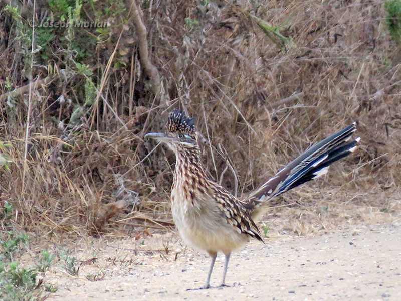 Greater Roadrunner (Geococcyx californianus) 