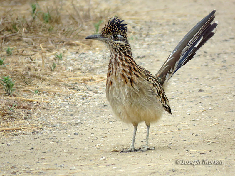 Greater Roadrunner (Geococcyx californianus) 