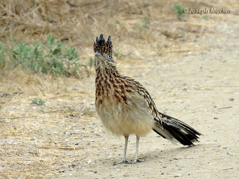 Greater Roadrunner (Geococcyx californianus) 