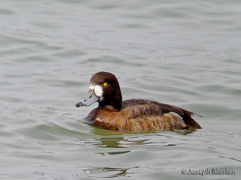 Greater Scaup (Aythya marila) 