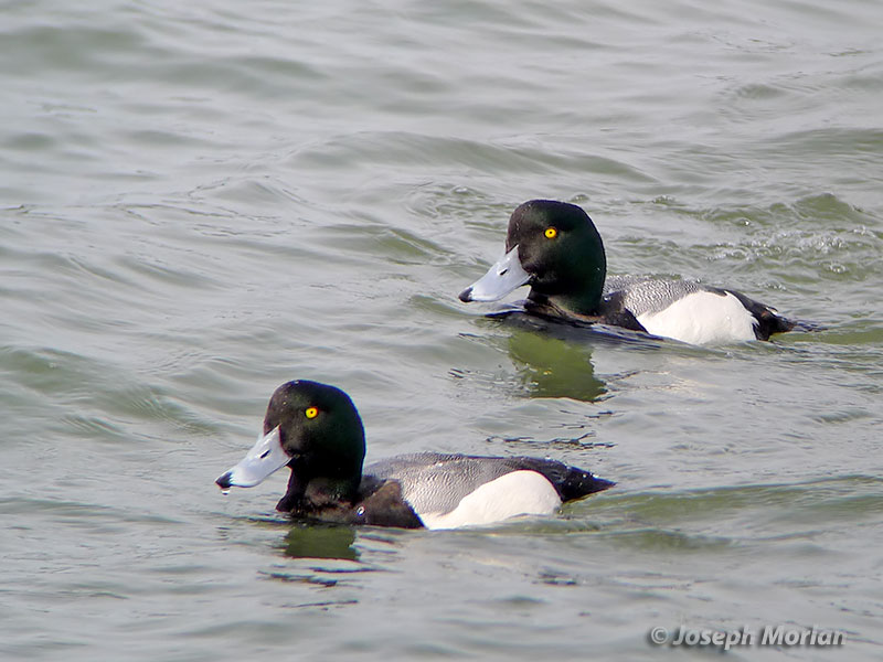 Greater Scaup (Aythya marila) 
