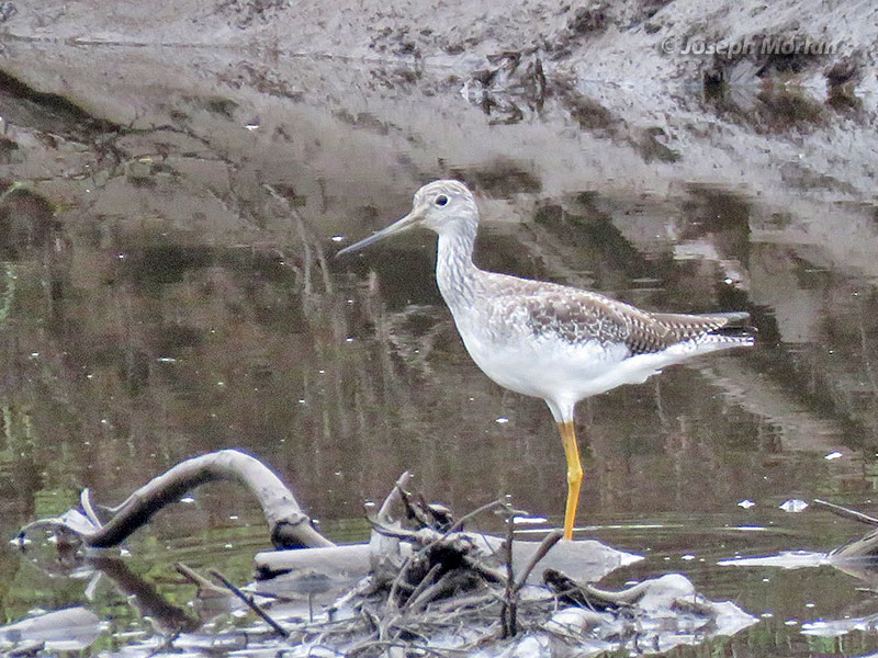 Greater Yellowlegs (Tringa melanoleuca)