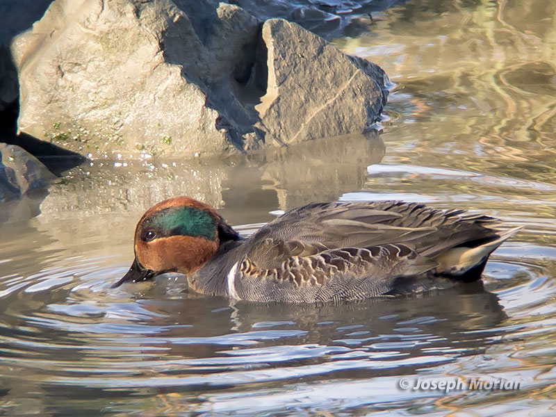 Green-winged Teal (Anas crecca carolinensis) 
