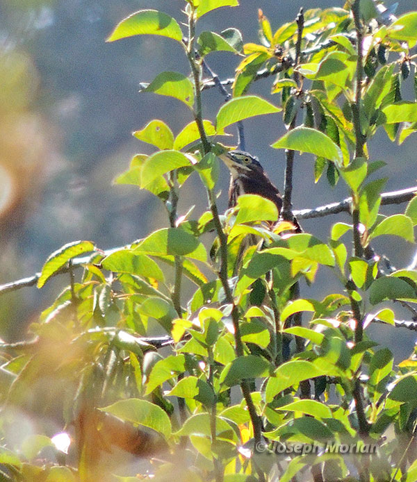 Green Heron (Butorides virescens anthonyi)