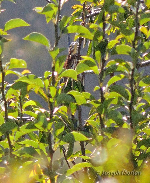 Green Heron (Butorides virescens anthonyi)