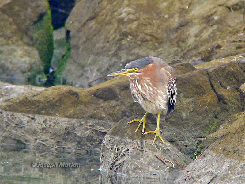 Green Heron (Butorides virescens anthonyi)