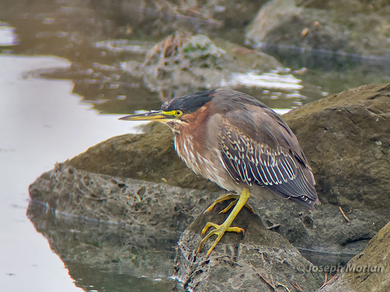 Green Heron (Butorides virescens anthonyi)