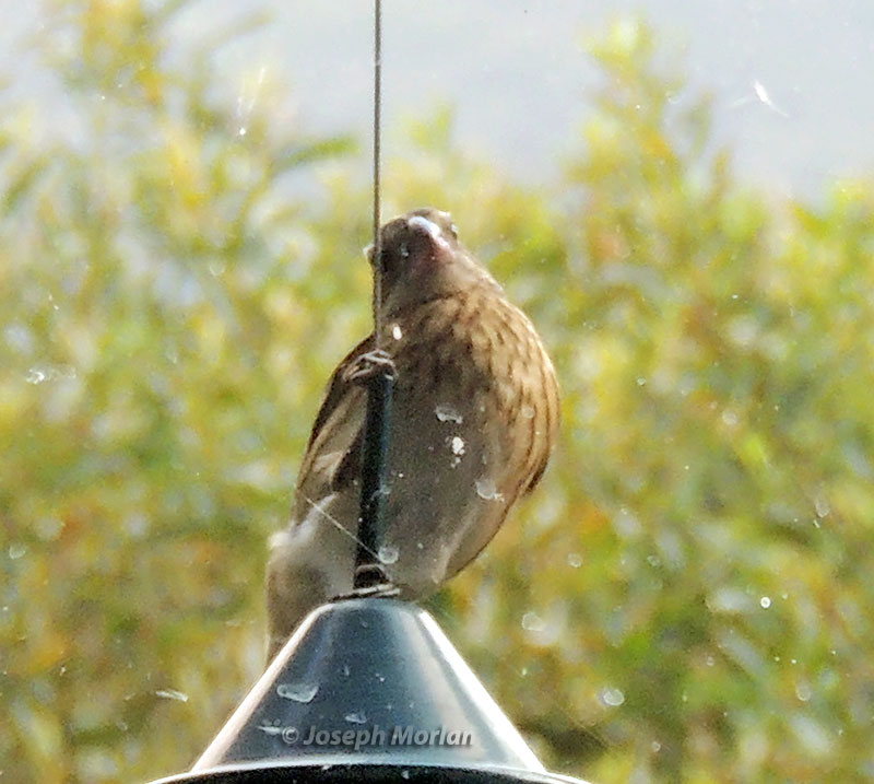 Rose-breasted Grosbeak (Pheucticus ludovicianus) 