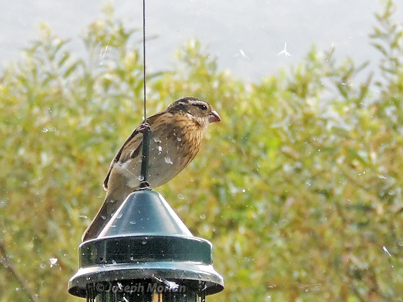 Rose-breasted Grosbeak (Pheucticus ludovicianus) 