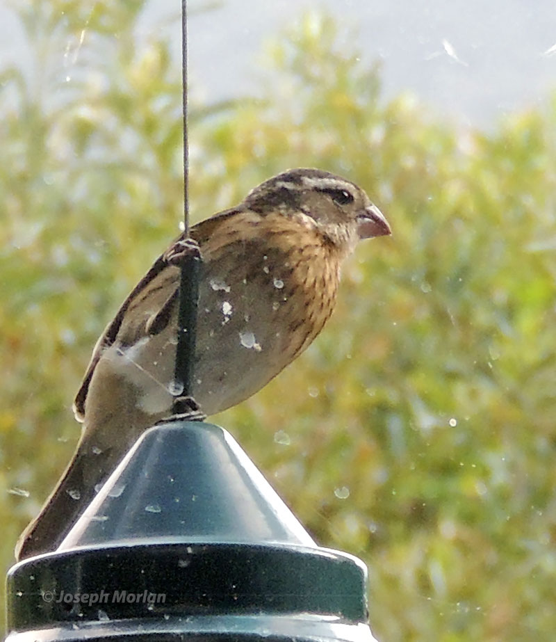 Rose-breasted Grosbeak (Pheucticus ludovicianus) 