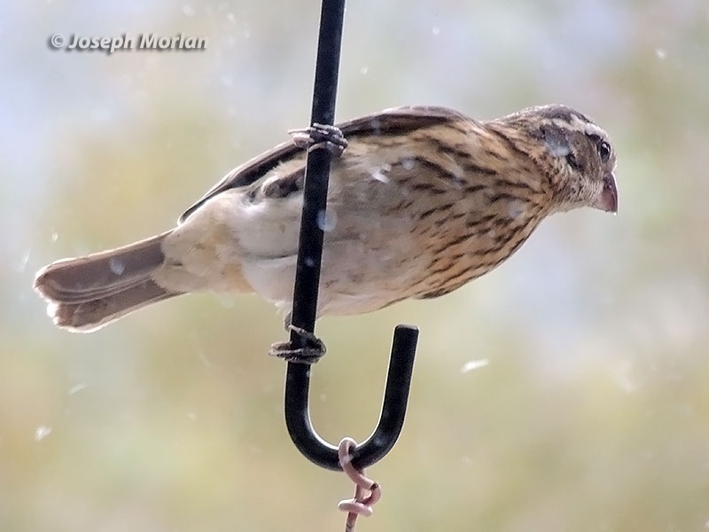 Rose-breasted Grosbeak (Pheucticus ludovicianus) 