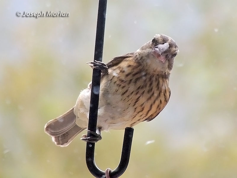 Rose-breasted Grosbeak (Pheucticus ludovicianus) 