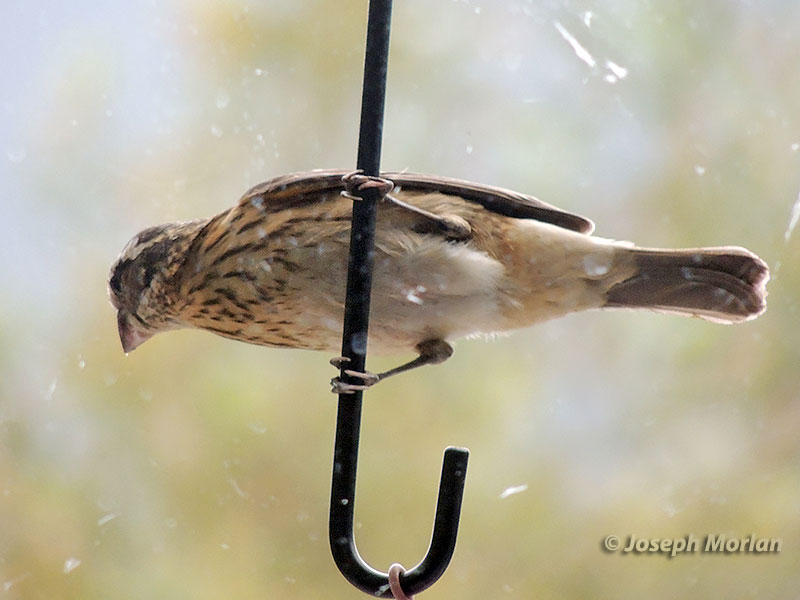 Rose-breasted Grosbeak (Pheucticus ludovicianus) 