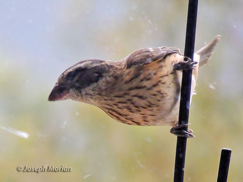 Rose-breasted Grosbeak (Pheucticus ludovicianus) 