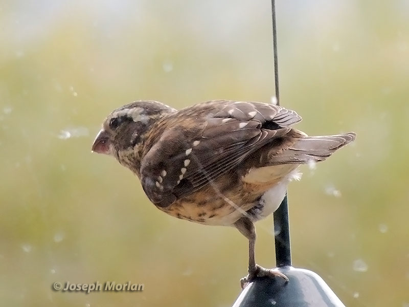 Rose-breasted Grosbeak (Pheucticus ludovicianus) 