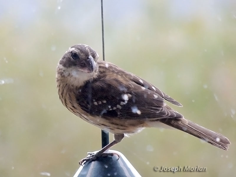 Rose-breasted Grosbeak (Pheucticus ludovicianus) 