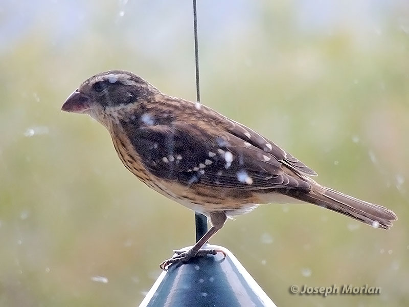 Rose-breasted Grosbeak (Pheucticus ludovicianus) 