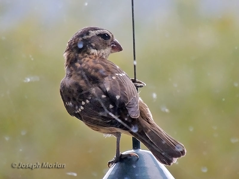 Rose-breasted Grosbeak (Pheucticus ludovicianus) 