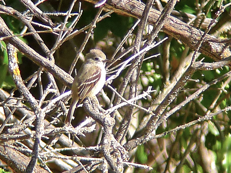 Hammond's Flycatcher (Empidonax hammondii)  