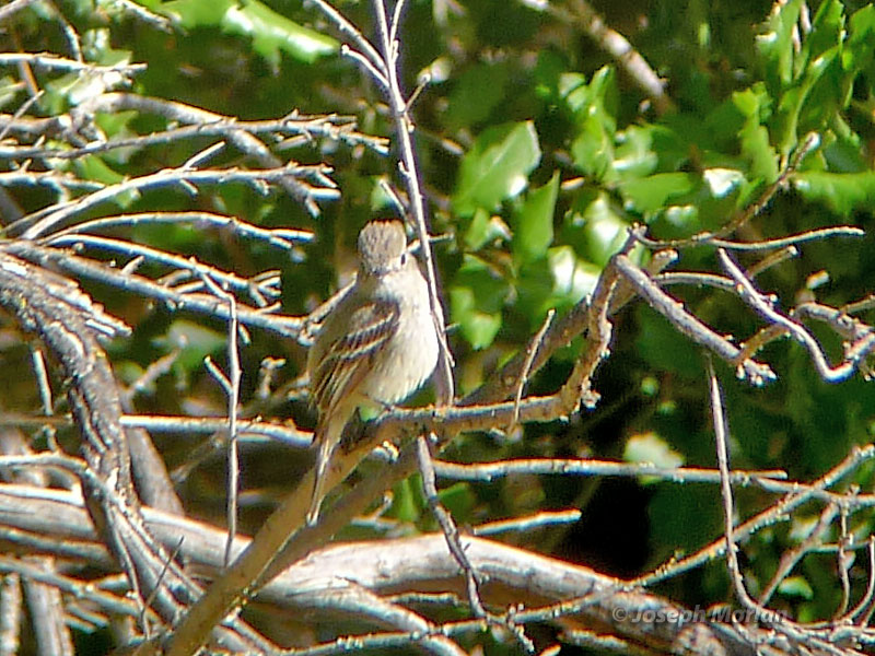 Hammond's Flycatcher (Empidonax hammondii)  