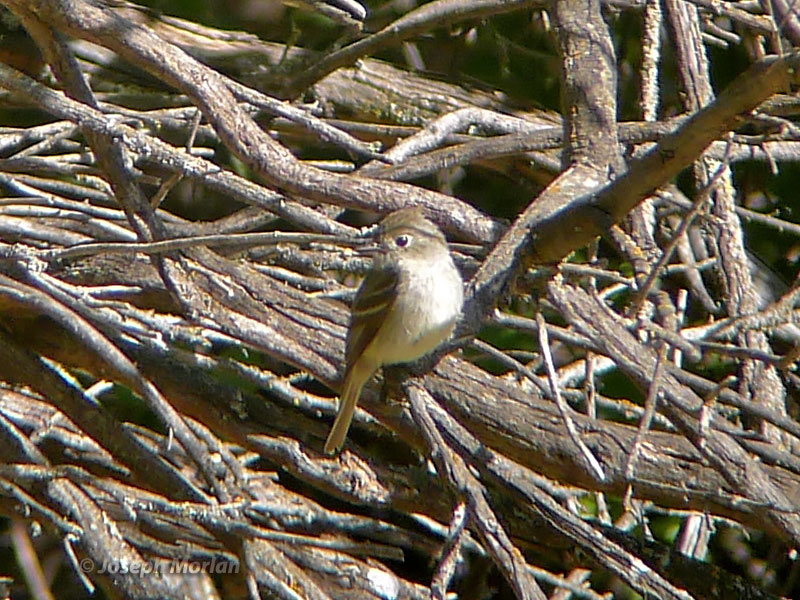Hammond's Flycatcher (Empidonax hammondii)  