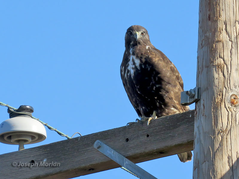 Harlan's Red-tailed Hawk (Buteo jamaicensis harlani) 