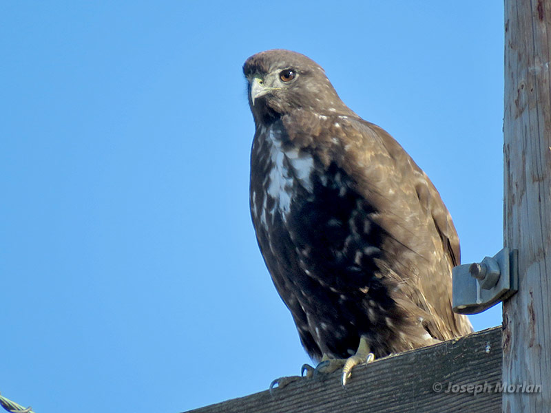 Harlan's Red-tailed Hawk (Buteo jamaicensis harlani) 