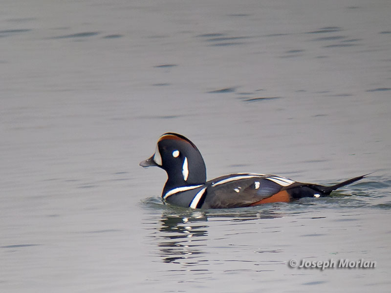 Harlequin Duck (Histrionicus histrionicus pacificus) 