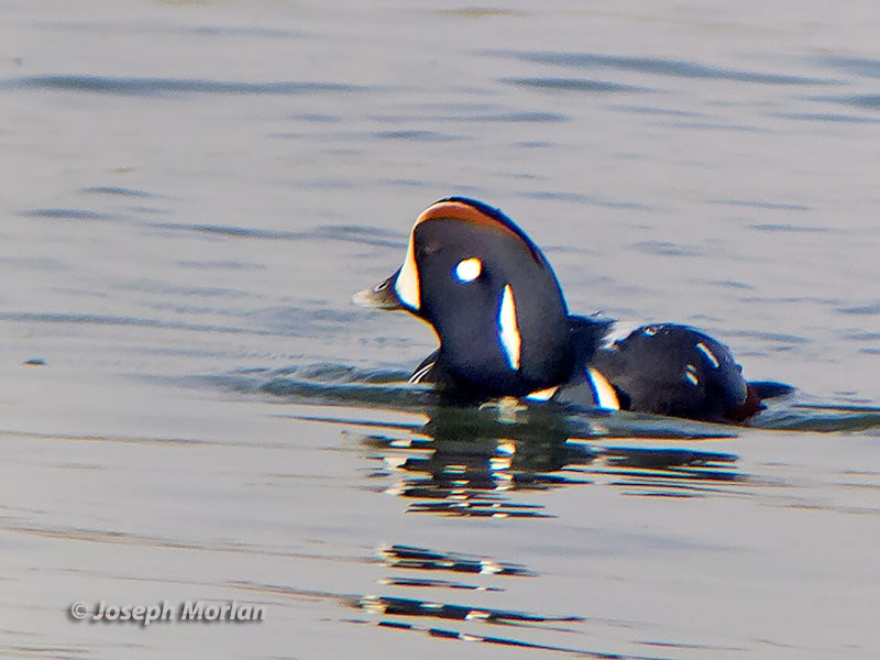 Harlequin Duck (Histrionicus histrionicus pacificus) 