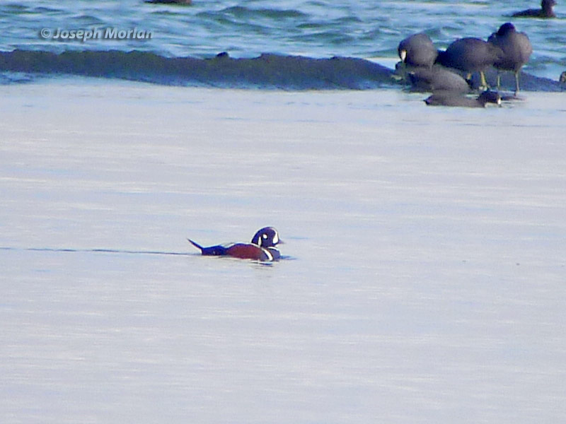 Harlequin Duck  (Histrionicus histrionicus)