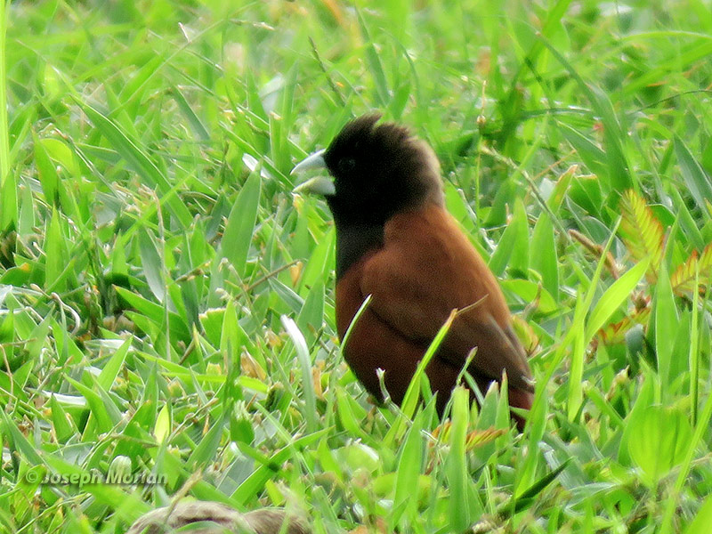 Chestnut Munia (Lonchura atricapilla
)