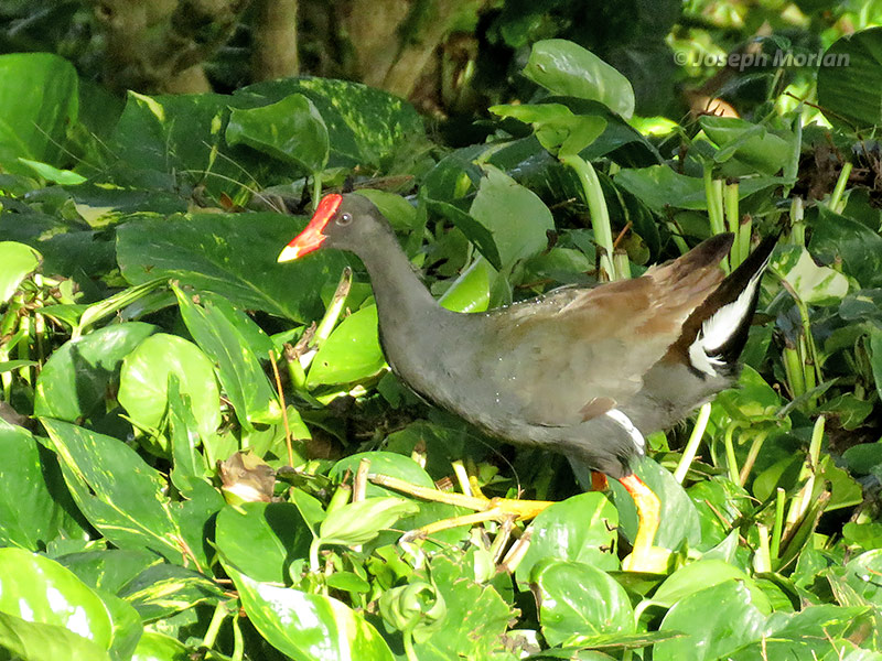 Common Gallinule (Gallinula galeata sandvicensis
)