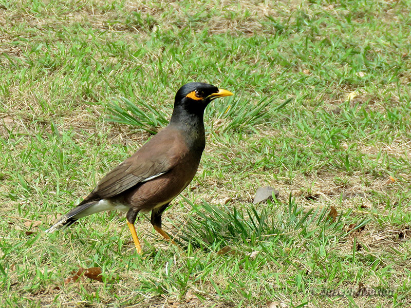 Common Myna (Acridotheres tristis)