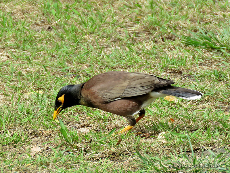 Common Myna (Acridotheres tristis)