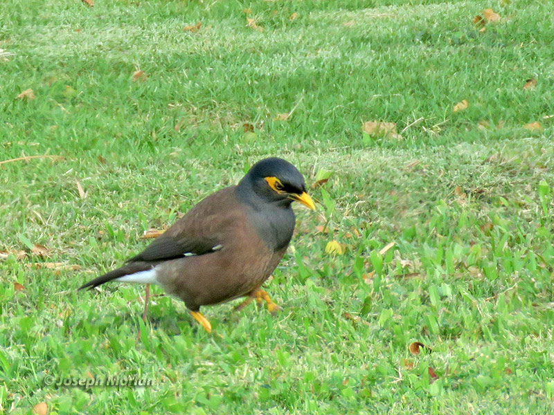 Common Myna (Acridotheres tristis)