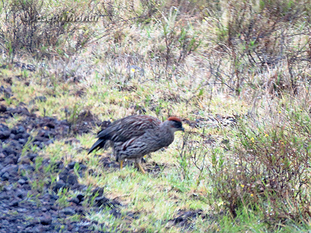 Erckel's Francolin (Pternistis erckelii) 