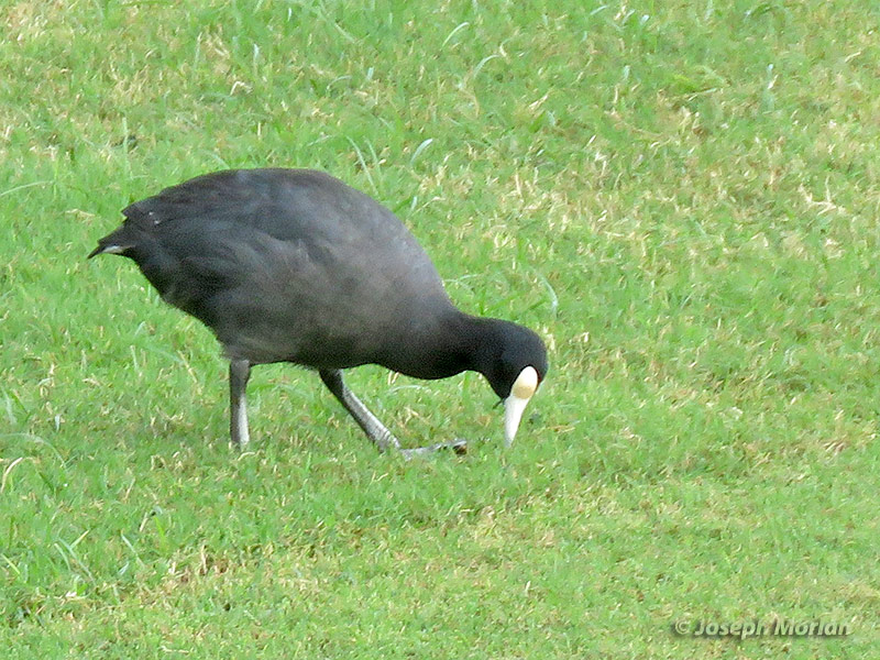 Hawaiian Coot (Fulica alai
)