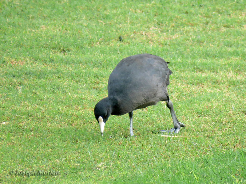 Hawaiian Coot (Fulica alai
)