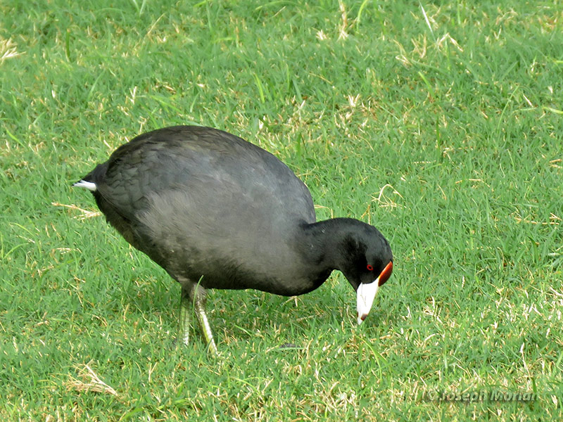 Hawaiian Coot (Fulica alai
)