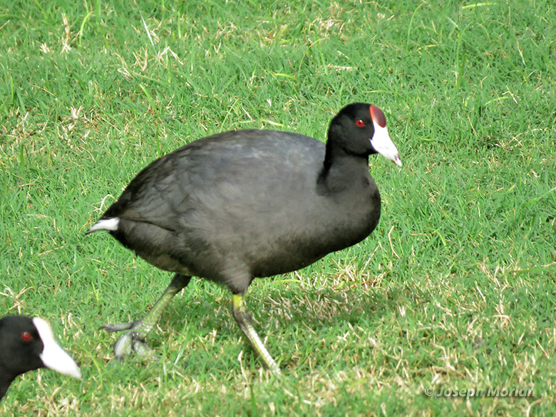 Hawaiian Coot (Fulica alai
)