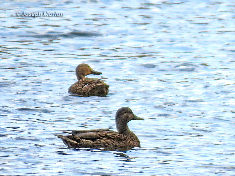 Hawaiian Duck (Anas wyvilliana
)