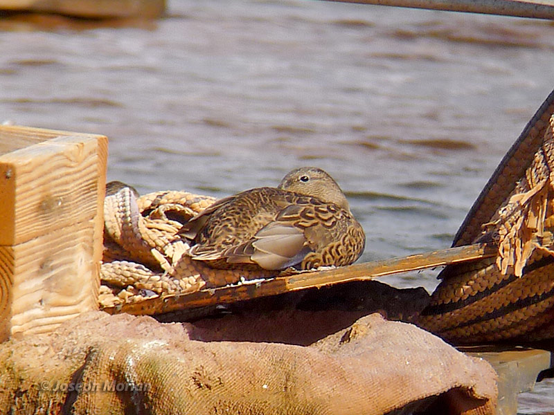 Hawaiian Duck (Anas wyvilliana)
