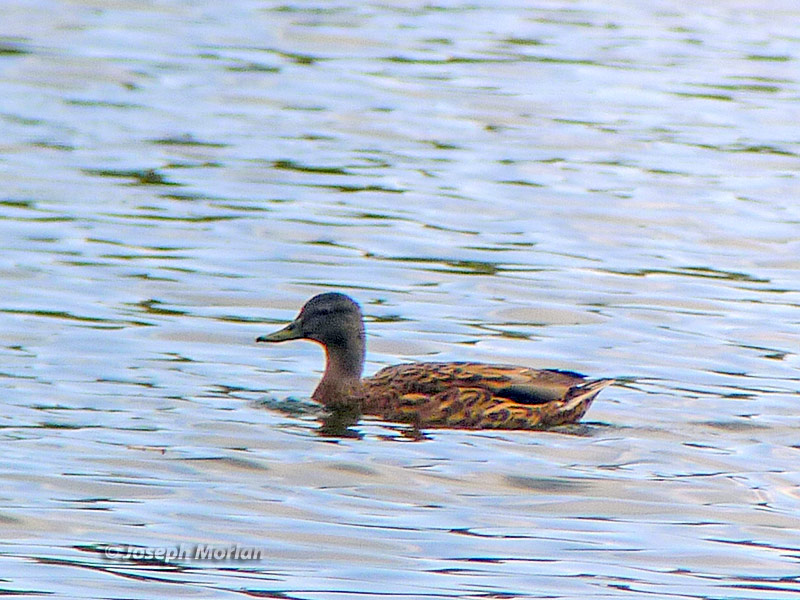 Hawaiian Duck (Anas wyvilliana
)