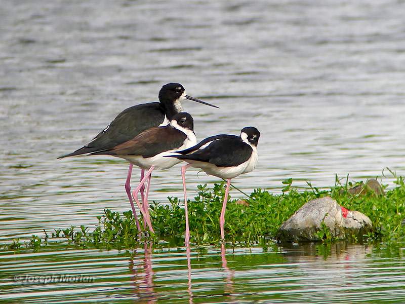 Black-necked Stilt (Himantopus mexicanus knudseni
)