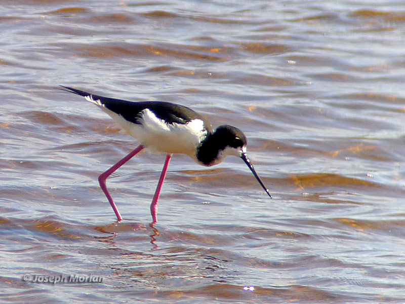 Black-necked Stilt (Hawaiian) (Himantopus mexicanus knudseni)