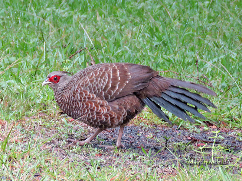 Kalij Pheasant (Lophura leucomelanos
)