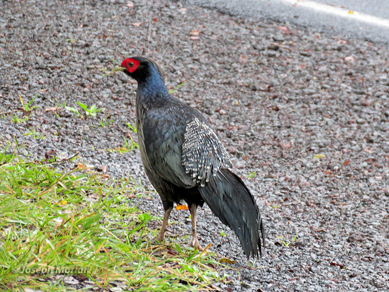 Kalij Pheasant (Lophura leucomelanos
)