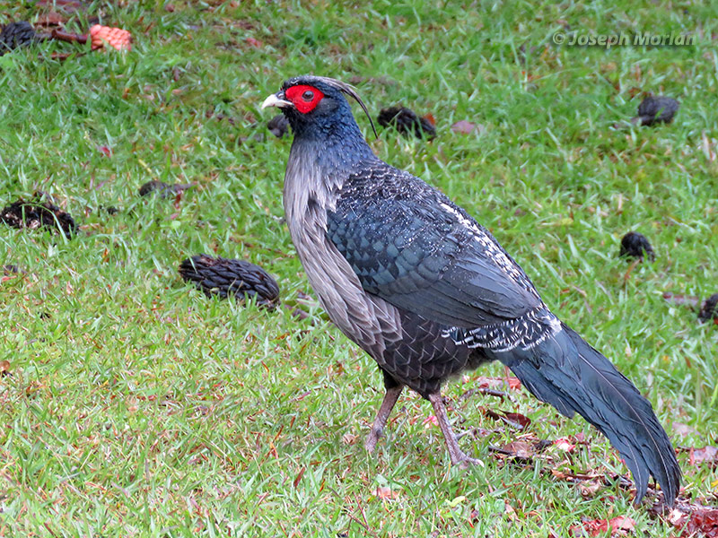 Kalij Pheasant (Lophura leucomelanos
)