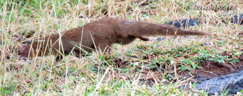 Javan Mongoose (Herpestes javanicus)