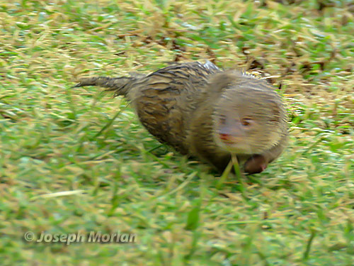 Javan Mongoose (Herpestes javanicus)